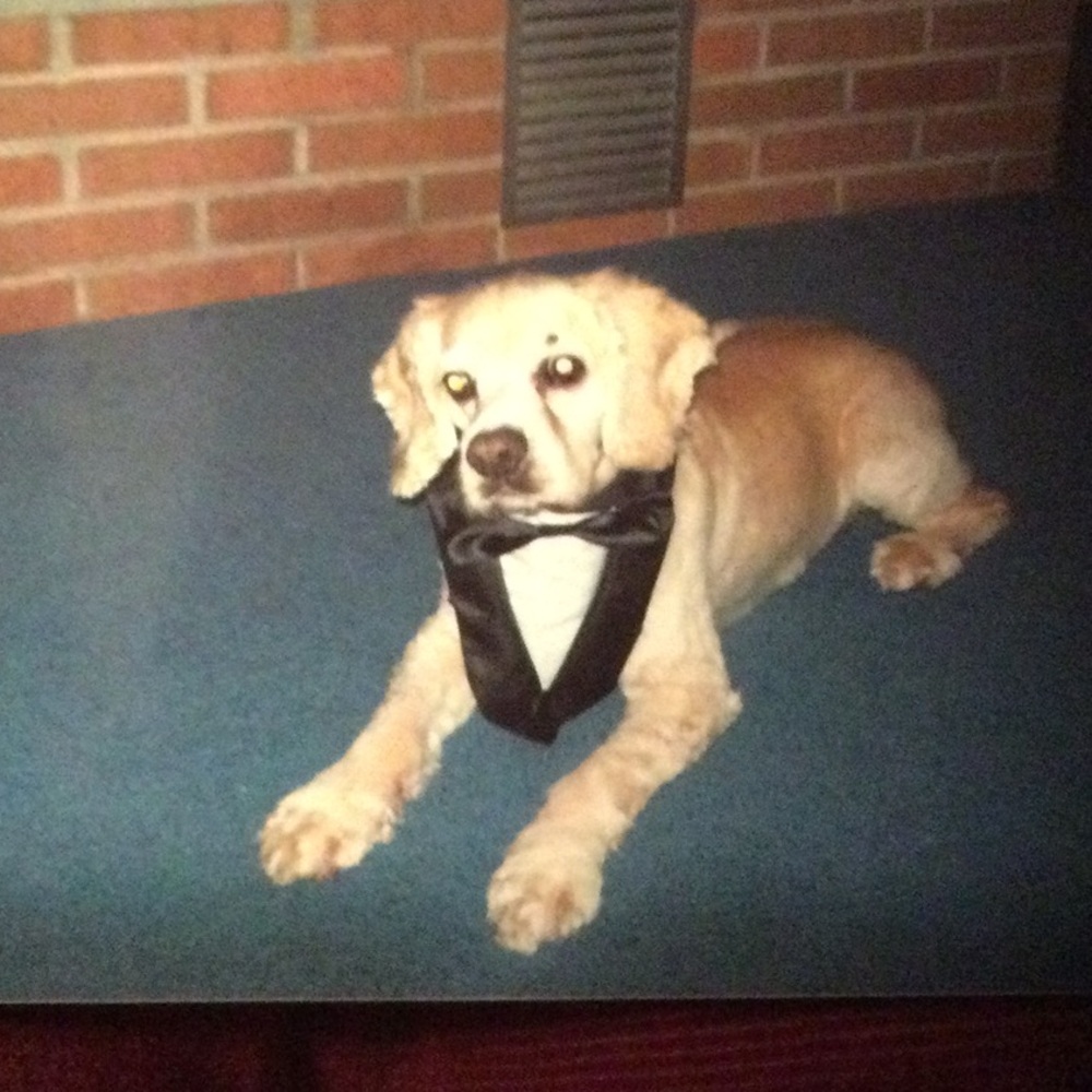 Pet/ Dog Tuxedo Bib